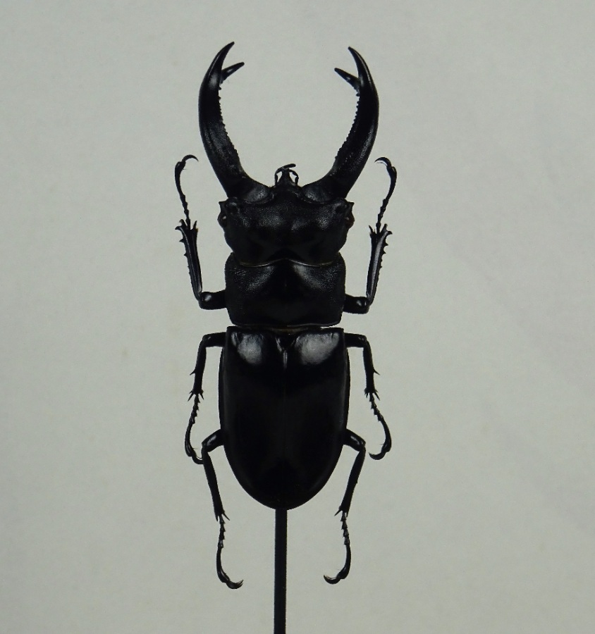 Group of three Beetle Specimens under Glass Domes with Ebonised Bases